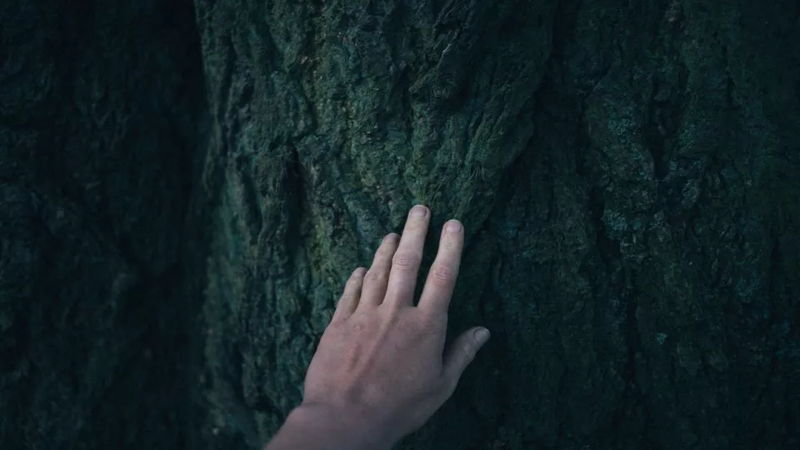 دست انسان بر روی تنه درخت